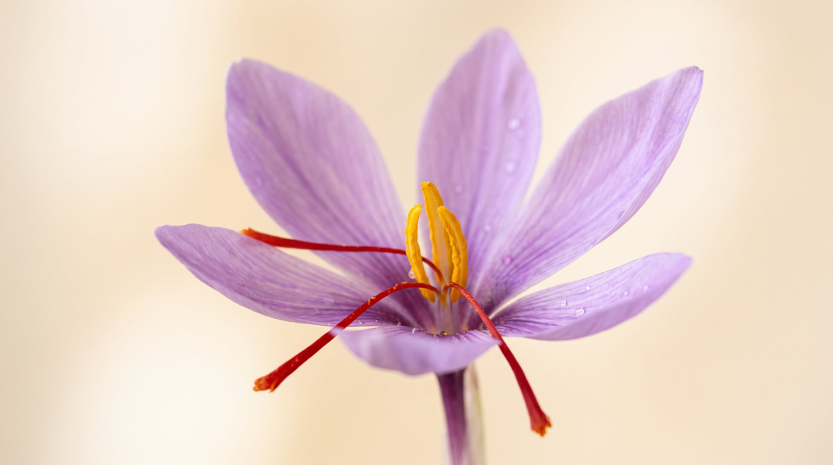 A single saffron crocus flower, the real ingredient behind Evanelle